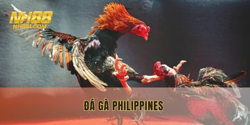 đá gà philippines